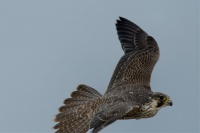 Sokol stehovavy - Falco peregrinus - Peregrine Falcon 6143